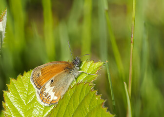 Obraz premium Kleines Wiesenvögelchen (Coenonympha pamphilus)