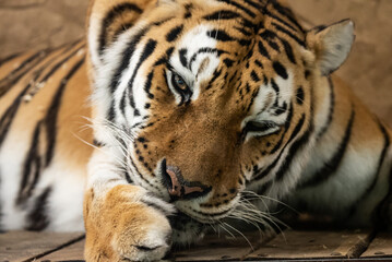 Fototapeta premium Bengal tiger with its mouth open in a roar. Bengal Tiger Resting with Mouth Open Showing Teeth.