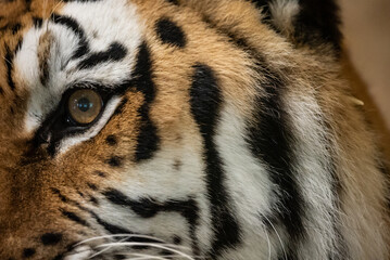Bengal tiger with its mouth open in a roar. Bengal Tiger Resting with Mouth Open Showing Teeth.