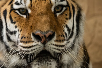 Bengal tiger with its mouth open in a roar. Bengal Tiger Resting with Mouth Open Showing Teeth.