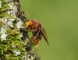 Hornisse (Vespa crabro) Königin