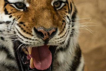 Bengal tiger with its mouth open in a roar. Bengal Tiger Resting with Mouth Open Showing Teeth.