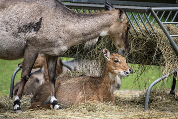 Portrait of a deers in zoo. Portrait of a mother deer eats hay from a feeder while her young fawn rests peacefully beside her in their zoo enclosure.