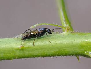 Rossameise (Camponotus) oder Holzameise