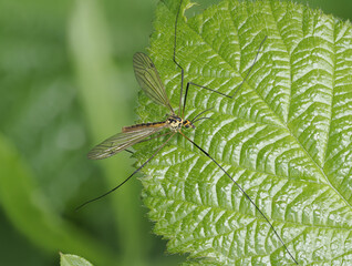 Gelbbindige Schnake (Nephrotoma crocata)