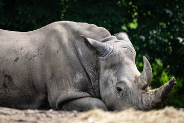 Obraz premium Portrait of a rhinoceros in zoo. Rhinoceros resting on the dusty ground of its zoo habitat, its strong body and thick skin blending with its tranquil demeanor and calm environment.