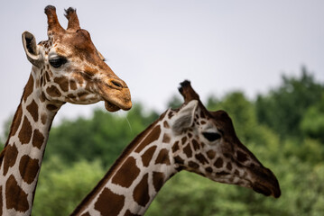 Portrait of a  giraffe standing near a fence in a zoo. Close up of a giraffe in a natural habitat, showcasing its distinctive long neck, brown patches, and serene expression..