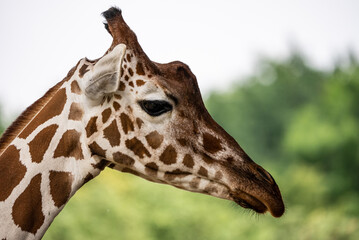 Portrait of a  giraffe standing near a fence in a zoo. Close up of a giraffe in a natural habitat, showcasing its distinctive long neck, brown patches, and serene expression..