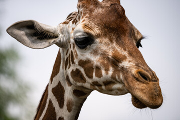 Portrait of a  giraffe standing near a fence in a zoo. Close up of a giraffe in a natural habitat, showcasing its distinctive long neck, brown patches, and serene expression..