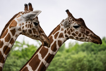 Portrait of a  giraffe standing near a fence in a zoo. Close up of a giraffe in a natural habitat, showcasing its distinctive long neck, brown patches, and serene expression..