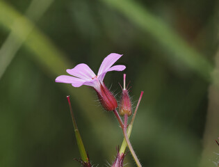 Ruprechtskraut (Geranium robertianum), auch Stinkender Storchschnabel