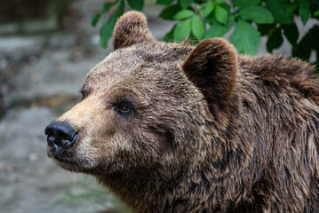 Close Up of Brown Bear Face, Displaying Its Intense Expression and Thick Fur in a Captive...