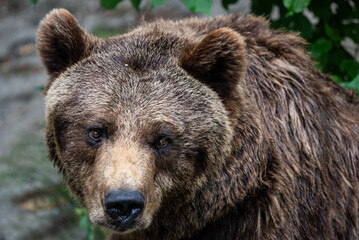 Close Up of Brown Bear Face, Displaying Its Intense Expression and Thick Fur in a Captive Naturalistic Environment.