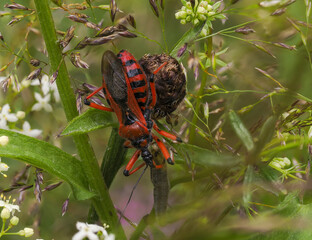 Rote Mordwanze (Rhynocoris iracundus)