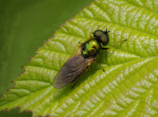 Goldgrüne Waffenfliege (Chloromyia formosa)