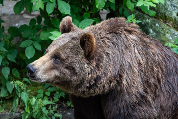Close Up of Brown Bear Face, Displaying Its Intense Expression and Thick Fur in a Captive...