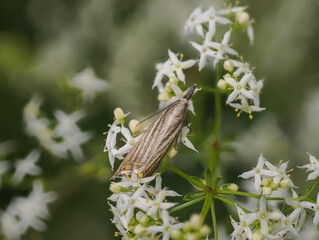 Rispengraszünsler (Chrysoteuchia culmella)