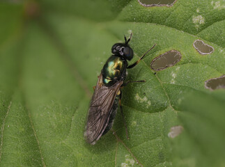 Goldgrüne Waffenfliege (Chloromyia formosa)