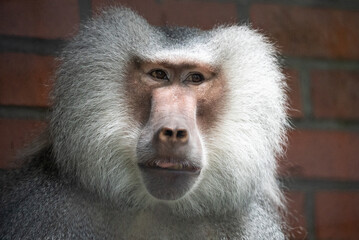 Portrait of a baboon in zoo. Close up of a baboon sitting against a red brick wall. Baboon resting near a brick wall.