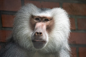 Portrait of a baboon in zoo. Close up of a baboon sitting against a red brick wall. Baboon resting...