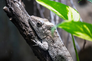 Portrait of a gecko in zoo. Gecko blending into its environment as it clings to a tree branch in a...