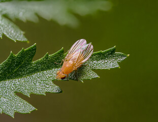 Polierfliege (Lauxaniidae), auch als Faulfliege bezeichnet