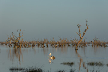 An Australian pelican swimming on its own, paddles gracefully across a calm lake with a dead tree bird roost further out in the lake and grass in the foreground at Lake Pamamaroo in the Menindee Lakes