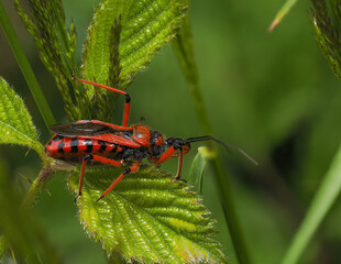 Rote Mordwanze (Rhynocoris iracundus)
