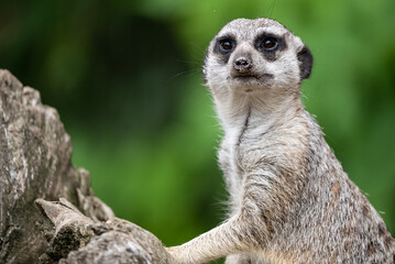 Meerkat in zoo. Group of meerkats attentively standing upright. Meerkat standing, alert and curious as they observe their surroundings.