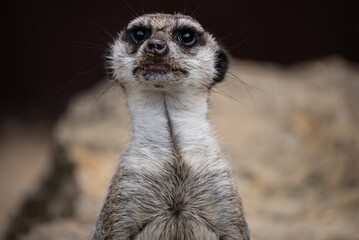 Meerkat in zoo. Group of meerkats attentively standing upright. Meerkat standing, alert and curious as they observe their surroundings.