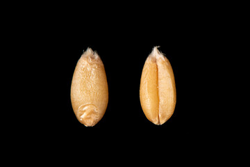 wheat kernels grains isolated on black background.