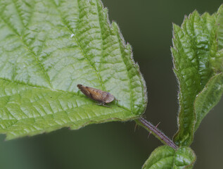 Südliche Strauchzirpe (Fieberiella florii)