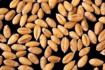 close up of wheat kernels grains  background.