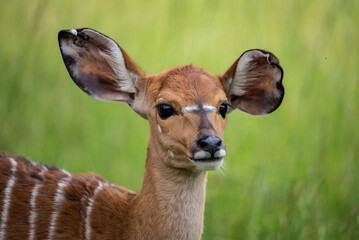 Portrait of a antelopes in zoo. Serene scene of antelopes resting peacefully on the grass, their slender bodies and graceful horns perfectly blending with the natural surroundings in a zoo setting