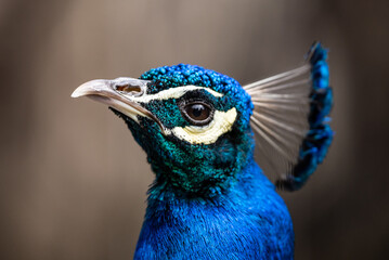 Portrait of a proud blue peacock. Peafowl in zoo. Proud peacock displaying its iridescent feathers...