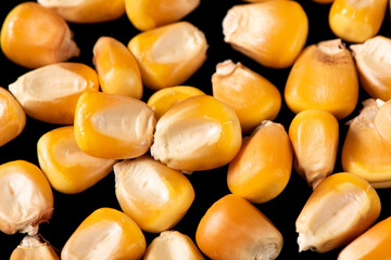 close up of corn seeds or kernels background.