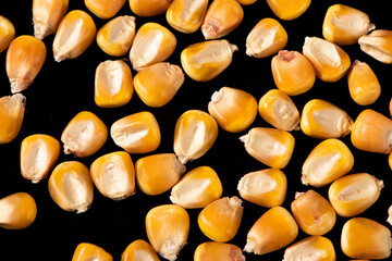 close up of corn seeds or kernels background.