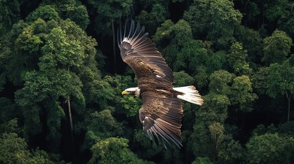 A bald eagle flies toward the camera through a forest with its wings spread wide.
