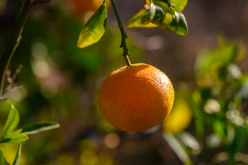 Fresh orange hangs from green branch in a sunny orchard setting during golden hour