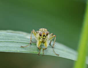 Gelbe Dungfliege oder Gemeine Kotfliege (Scathophaga stercoraria)