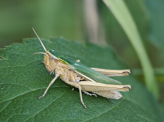 Weißrandige Grashüpfer (Chorthippus albomarginatus)