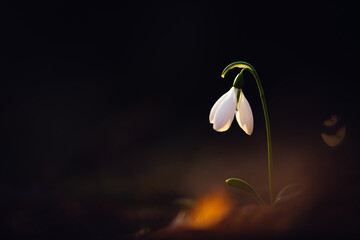 Greater snowdrop (Galanthus elwesii)