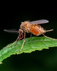 Naklejka premium Close-Up of Mosquito Resting on Leaf