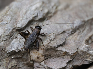 Waldgrille (Nemobius sylvestris)