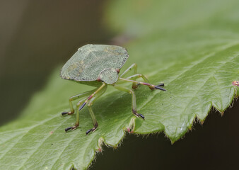 Grüne Stinkwanze, auch Gemeine Stinkwanze oder Gemeiner Grünling (Palomena prasina)