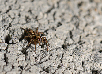 Intricate spider exploring textured surface under soft natural light