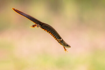 Female Danube newt (Triturus dobrogicus)