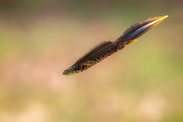 Male Danube newt (Triturus dobrogicus)