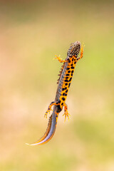 Male Danube newt (Triturus dobrogicus)