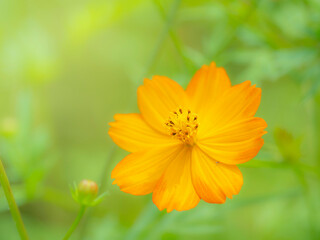 秋の公園や花壇を彩るコスモス（キバナコスモス）のある風景。背景。自然風景素材。